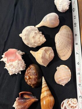 SEASHELLS LOT ~ 11 Assorted Seashell Collection - Pink Murex Cream Florida Conch
